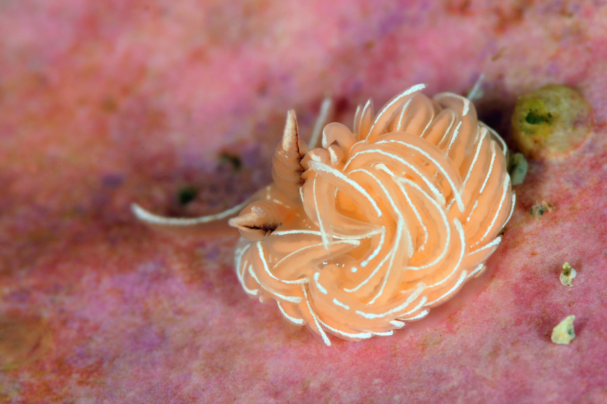 Nudibranch Safari