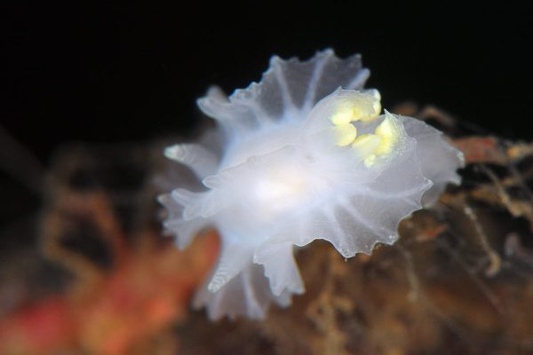 Nudibranch diving, Camp Gulen build your stay