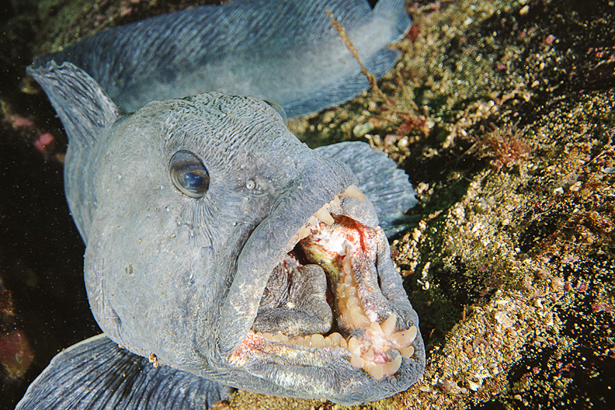 Wolf fish