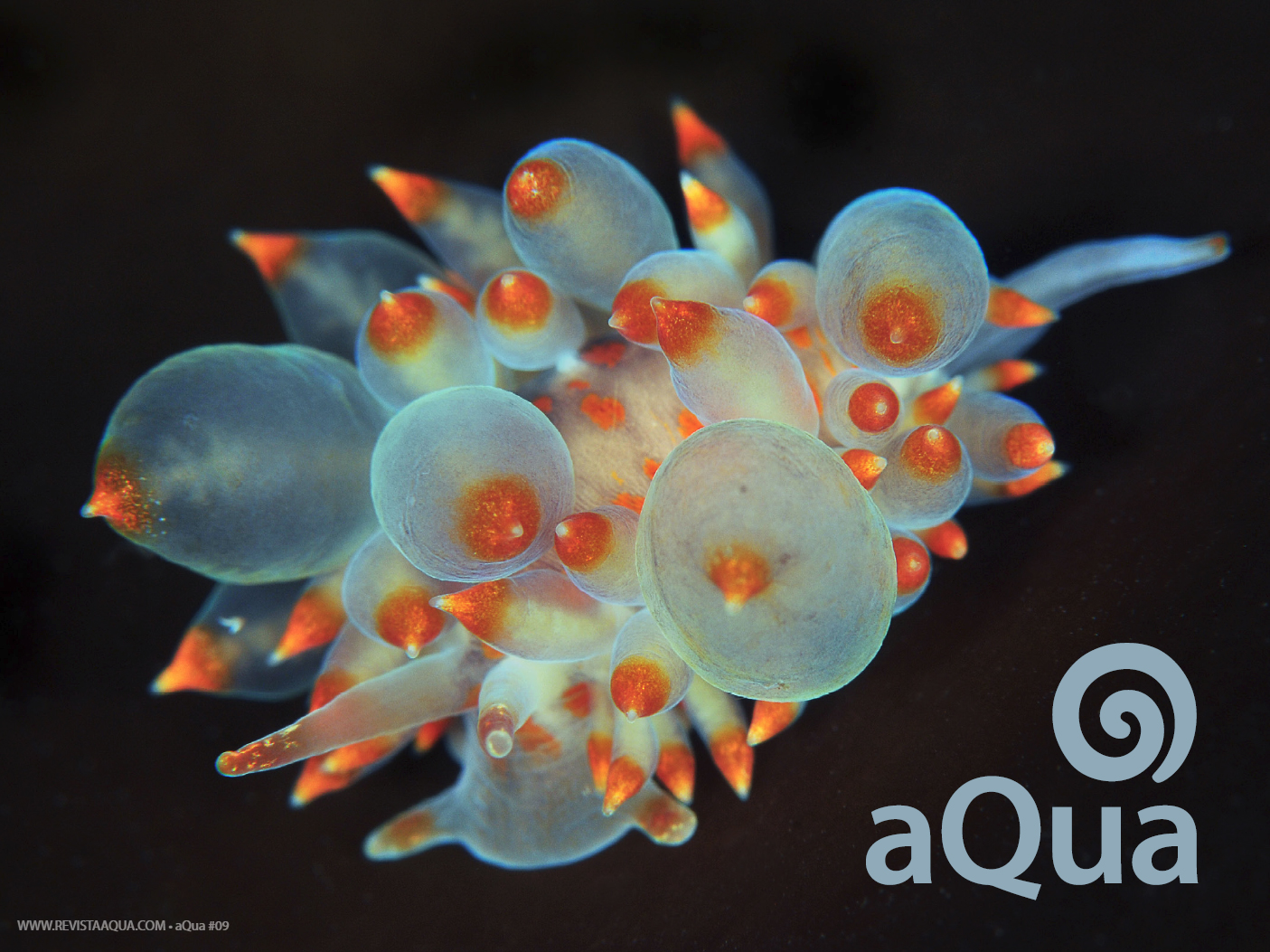 Aqua 9 Nudibranchs 00a